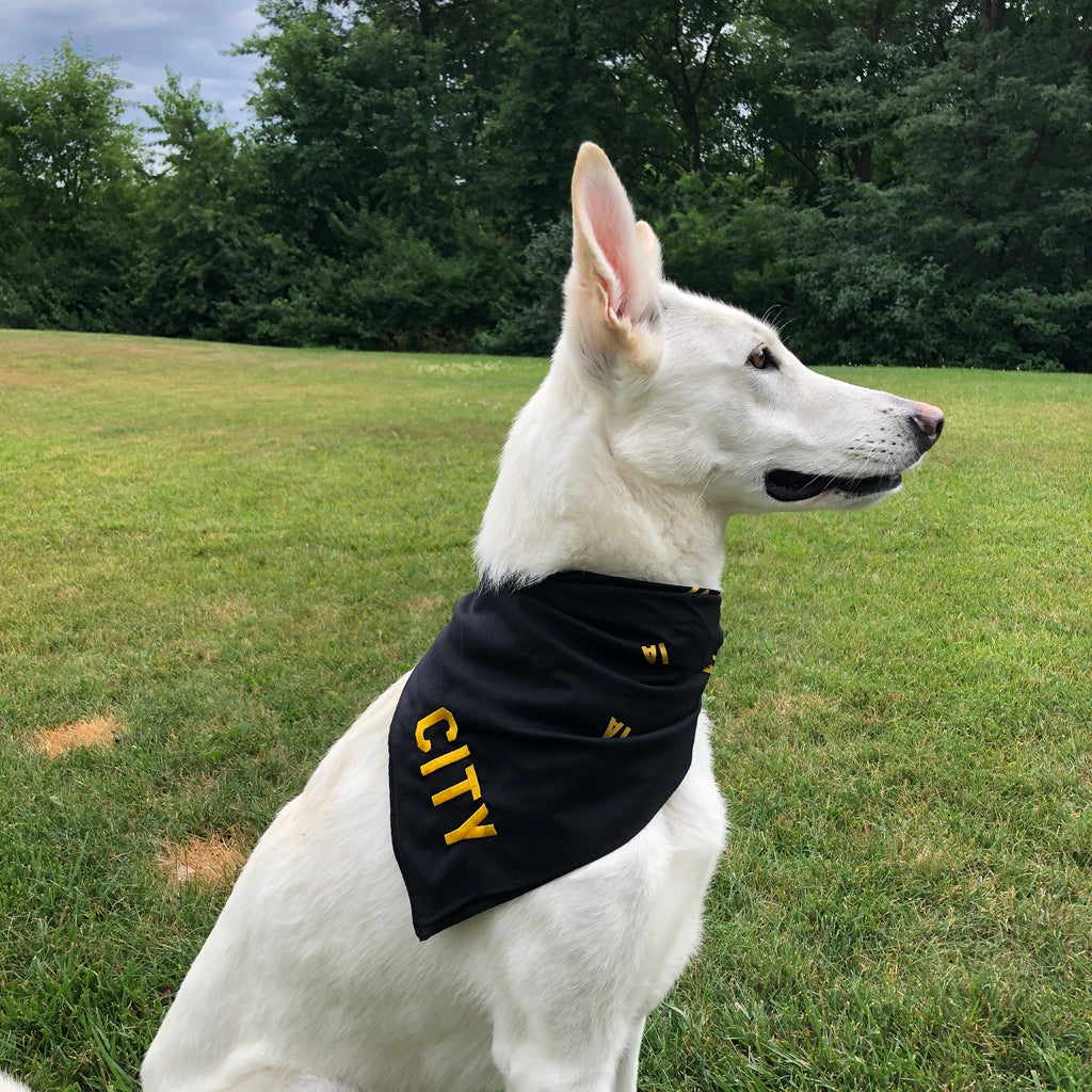 white german shepherd glancing into the distance wearing a black bandana with city embroidered in gold on corner small IA printed throughout background